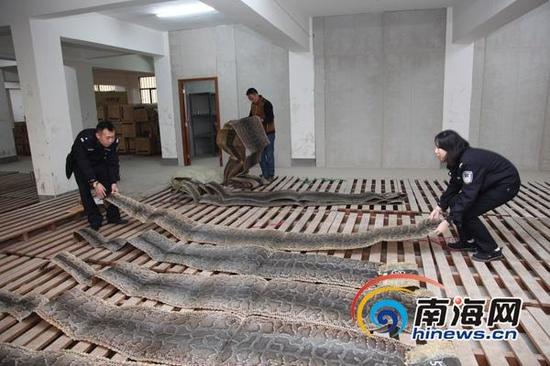海口海关开展“蟒蛇”行动,成功破获3.1亿元走私蟒蛇皮大案。(海口海关供图)