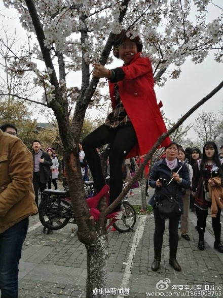 游客爬樱花树
