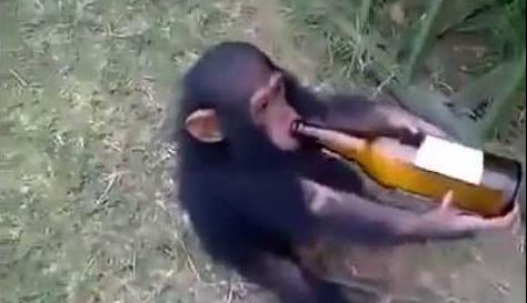 资料图片：猩猩也爱喝酒。