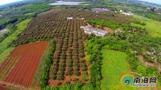 气候作祟 海口荔枝或将推迟上市