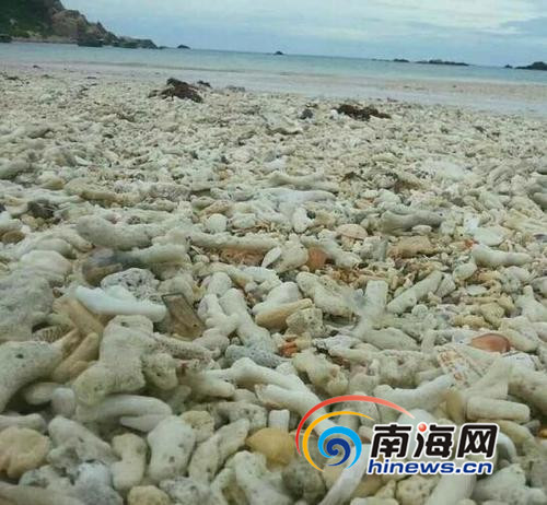 网友拍到的大洲岛海滩，死掉的珊瑚。