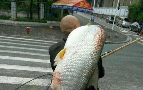 老人长江钓70多斤“鱼王” 肩扛过市回头率爆表