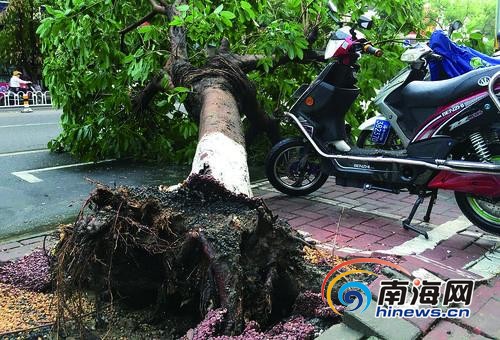 4月11日，海口市琼山区建国路，树木遭暴风雨吹倒。本报记者张茂摄