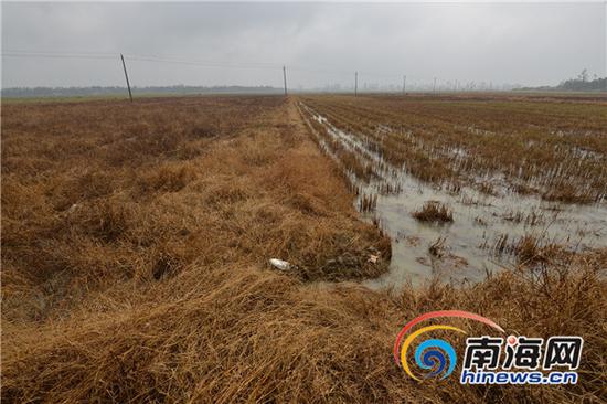 2014年文昌东路镇附近的大片耕地上的杂草已经枯黄。资料图