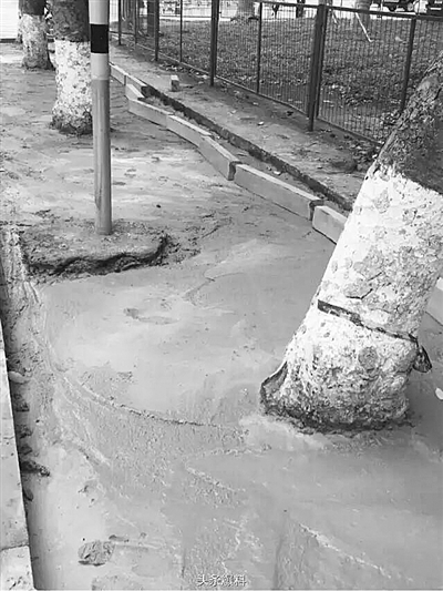 美舍路北段行道树树根被水泥硬化覆盖（网络图）