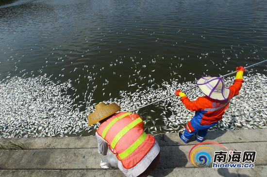 5月4日早上,海口市红城湖湖面沿岸漂浮着大量死鱼。海报集团全媒体中心记者 张茂 摄