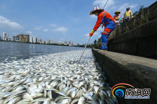 5月4日早上,海口市红城湖湖面沿岸漂浮着大量死鱼。海报集团全媒体中心记者 张茂 摄