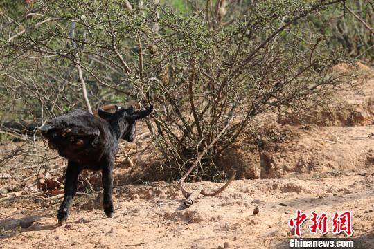 图为“羊坚强”。 普文艳 摄