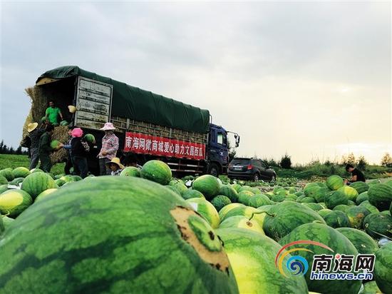 文昌市铺前镇林梧村滞销的西瓜。海报集团全媒体中心记者陈成摄