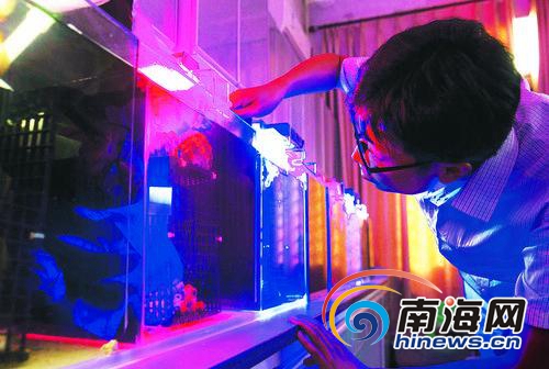 6月7日，在海南大学海洋学院实验室内，刘春胜老师正在观察不同光照情况下番红砗磲的生长情况。海南日报记者 宋国强 摄