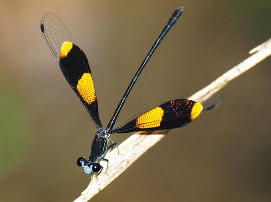 丽拟丝蟌是蜻蜓家族中的海南特有种。卢刚 摄