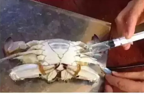 网上注水螃蟹照片↓