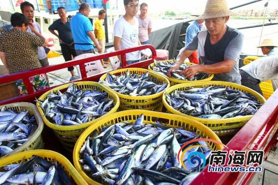 8月2日，三亚崖州中心渔港，工作人员正在把鱼货分拣、装盘入冷库。海报集团全媒体中心记者 武威 摄