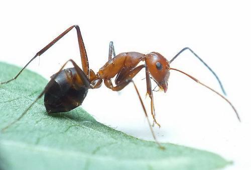红火蚁(资料图片)