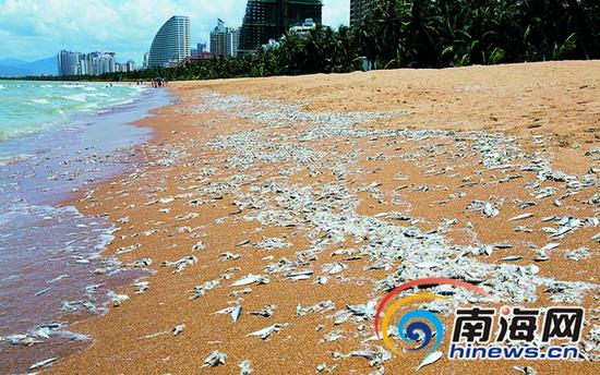 三亚湾海滩现大量死鱼。海南日报记者 武威 摄
