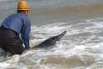 200多斤海豚受伤搁浅 东方警民合力助其重返大海