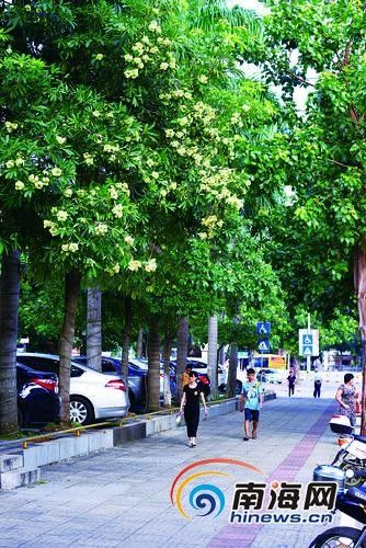 海口市区多条道路都种植盆架子树。