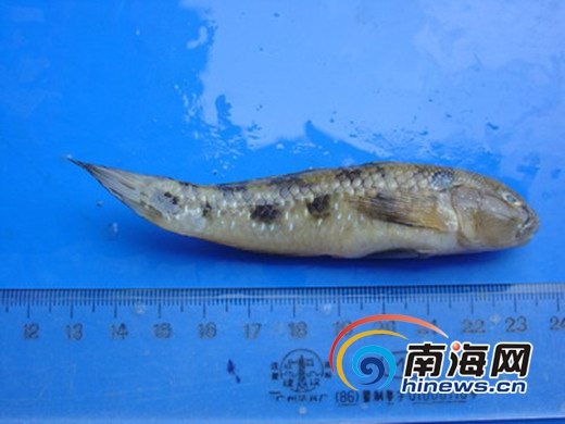 三亚两市民误食虾虎鱼中毒 该如何分辨有毒虾