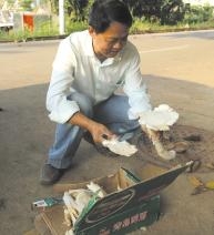中国热带农业科学院教授尹明查看蘑菇