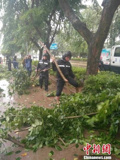海口市各区18日中午开始大规模开展清理倒伏树木，减小台风对市民生活的影响。　刘伟　摄