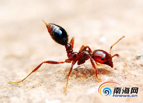 红火蚁(资料图)