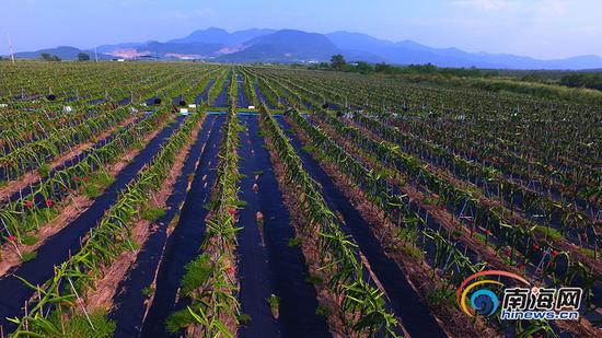 航拍:火龙果种植成东方特色产业 种植面积达2