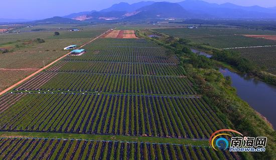 航拍:火龙果种植成东方特色产业 种植面积达2