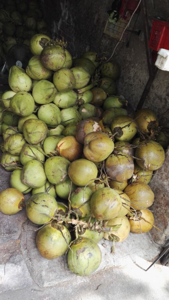 ▲商家摆卖的椰子