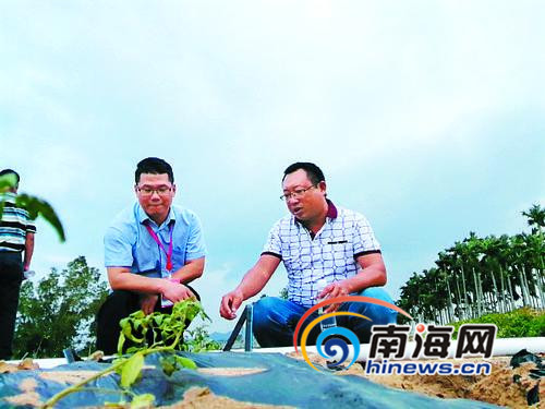 挂职这段时间，徐伟松(左)更像一位农民，一周工作五天，三天半在田边。本报记者李磊摄