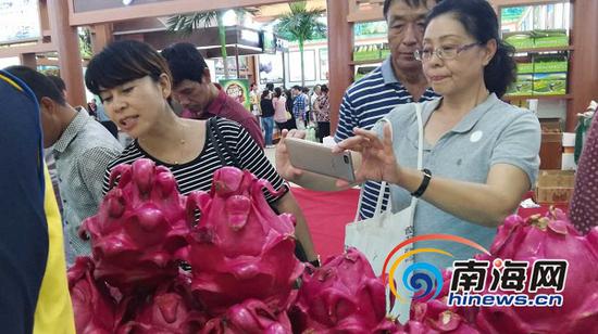 海南冬交会上的台湾金钻红心火龙果成了“万人迷”,吸引很多游客拍照。实习记者 胡丽齐 摄