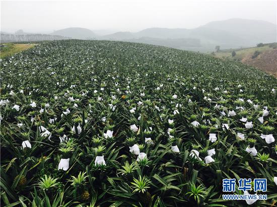 2月1日,海南省万宁市龙滚镇漫山遍野的菠萝亟待收购。新华网发(周淑仪摄)