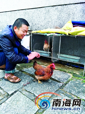 被割喉的鸡。