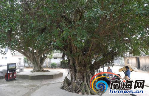 迈德村村民在大树下聊天。