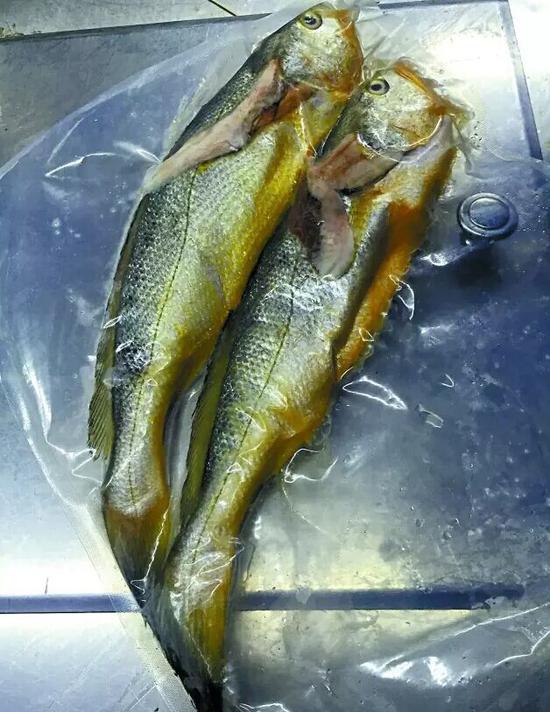 “1949华家里”厨房里的东海野生小黄鱼。