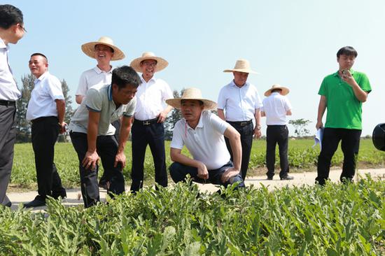 市委副书记、市长朱洪武在排浦镇海燕合作社扶贫基地调研。