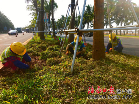 滨海大道中央绿化带上，工人正在铺设椰子树下的草皮。海南日报客户端记者周达延 摄