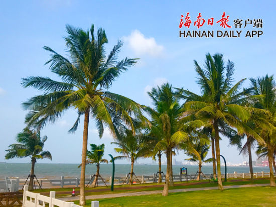 滨海大道西秀海滩岸边,在碧海蓝天的映衬下,整齐排列的椰树屹立挺拔。海南日报客户端记者周达延 摄