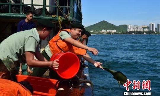 9月1日15时30分许，海南海警二支队官兵在具有适合苏眉鱼生存的某珊瑚礁海域将该渔船上的苏眉鱼全部放生。图为放生现场。　姚力　摄