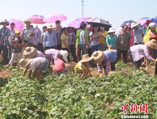 图为海南省澄迈县乡村农耕休闲体验项目中民众挖地瓜体验。资料图　周宗贵　摄