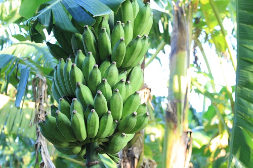 帮帮蕉农!70户贫困户香粉蕉滞销1.5万斤 收购