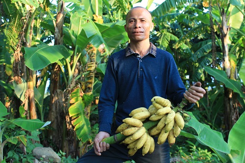 帮帮蕉农!70户贫困户香粉蕉滞销1.5万斤 收购