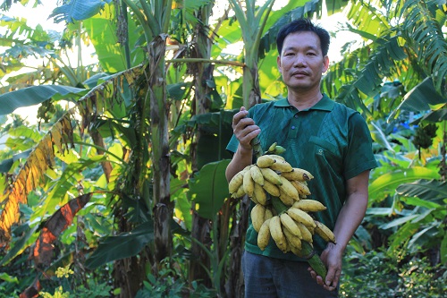 帮帮蕉农!70户贫困户香粉蕉滞销1.5万斤 收购