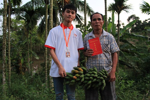 帮帮蕉农!70户贫困户香粉蕉滞销1.5万斤 收购