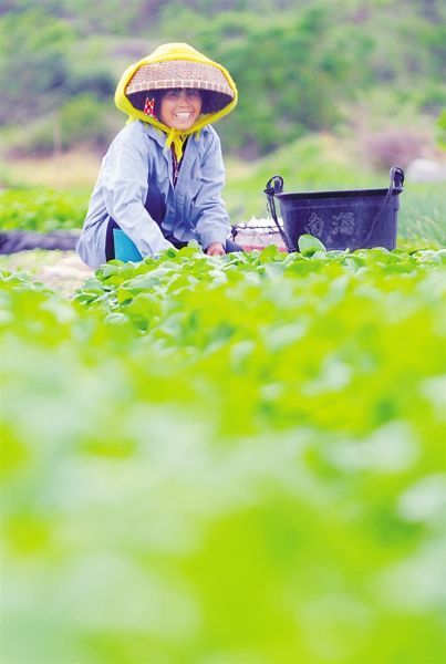 菜农正在田间忙着收割蔬菜。 海南日报记者 苏建强 摄