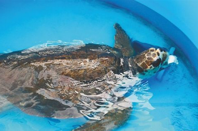 三亚海昌生物保育中心致力于海洋生物救助