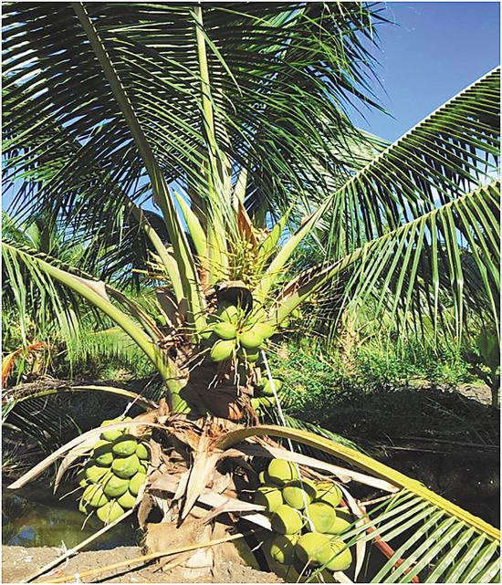 香水椰子。 海垦科学院供图