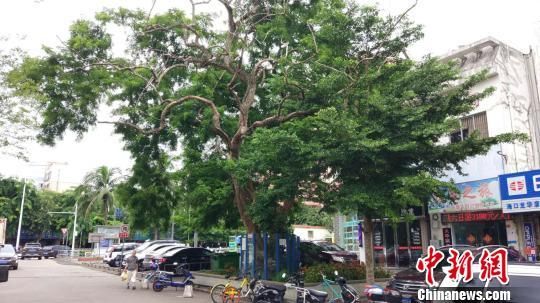　　位于海口市海垦路上的一株树龄近60年的海南黄花梨树被拍卖，成交价为264万元人民币。林士杰　摄