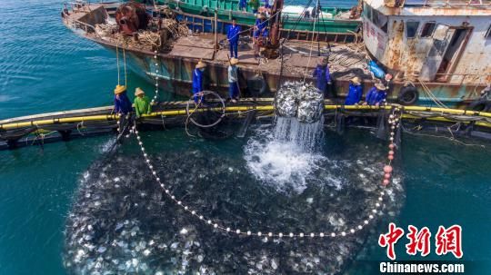 图为渔民正在从深水网箱中捕捞金鲳鱼。　骆云飞 摄