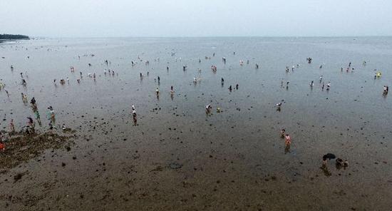 8月11日,海南省琼海市潭门湾举行一年一度的赶海节,吸引众多游客来到海边拾贝抓蟹,体验赶海。新华社记者 郭程 摄