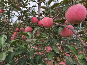 陕西关中万年古槐苹果专业合作社苹果上市